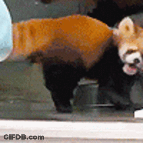 Red Panda Standing At Window With Tongue Out GIF