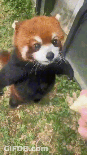 Red Panda Standing In Grass With Paws Outstretched GIF