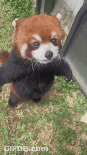 Red Panda Standing On Hind Legs In Grass Looking At Camera GIF