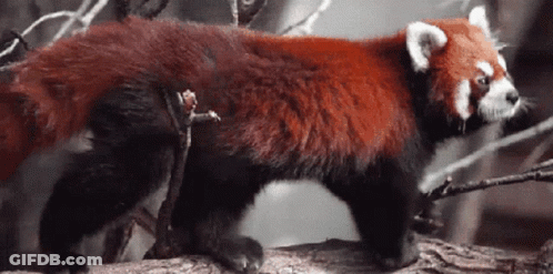 Red Panda Standing On Tree Branch Looking At Camera GIF