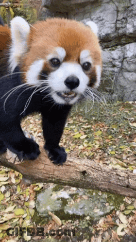 Red Panda Standing On Tree Branch GIF