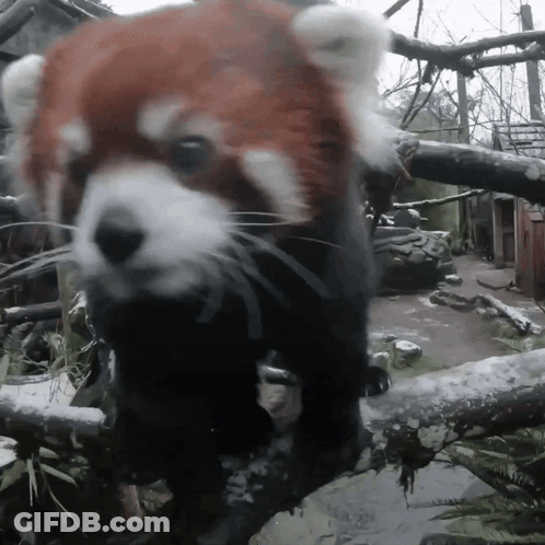 Red Panda Standing On Tree Branch GIF