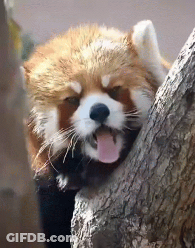 Red Panda Sticking Tongue Out On Tree Trunk GIF