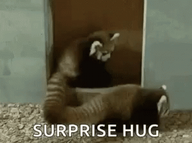 Red Panda Surprise Hug GIF