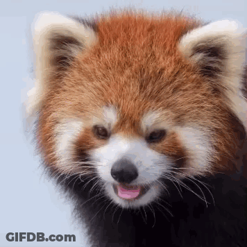 Red Panda Tongue Sticking Out GIF