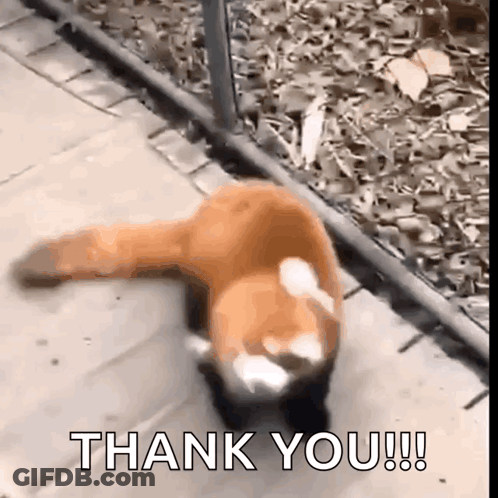 Red Panda Walking Down Sidewalk Saying Thank You GIF