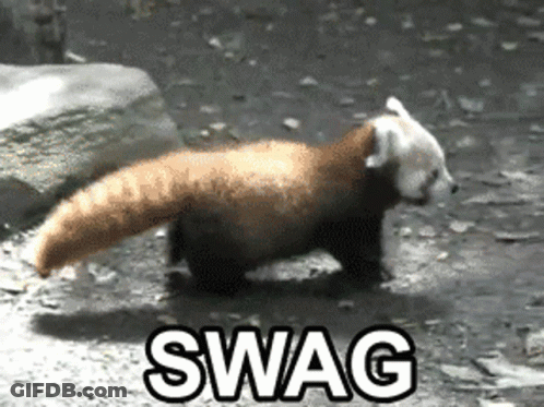 Red Panda Walking In Dirt With Swag GIF