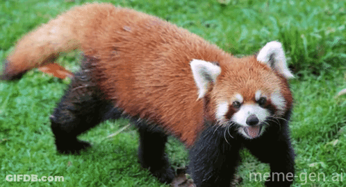 Red Panda Walking In Grass With Mouth Open GIF