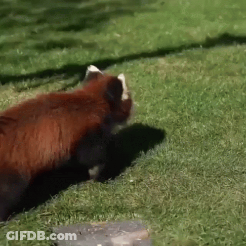 Red Panda Walking On Lush Green Lawn GIF