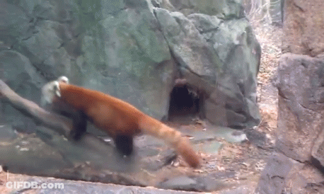 Red Panda Walking Through Tunnel In Rocky Area GIF
