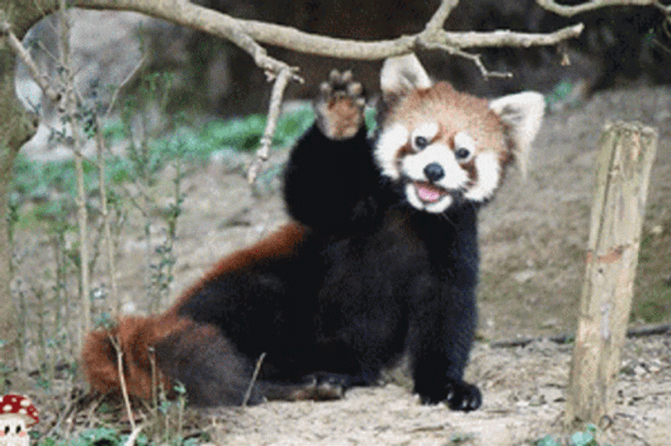 Red Panda Waving Goodnight GIF