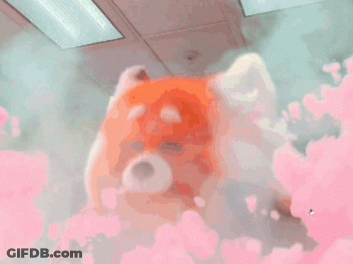 Red Panda With Big Smile GIF