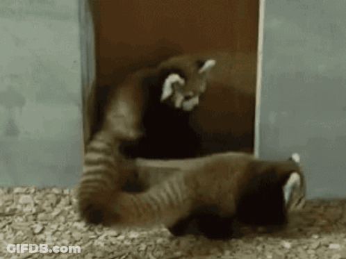 Red Pandas Playing Together GIF