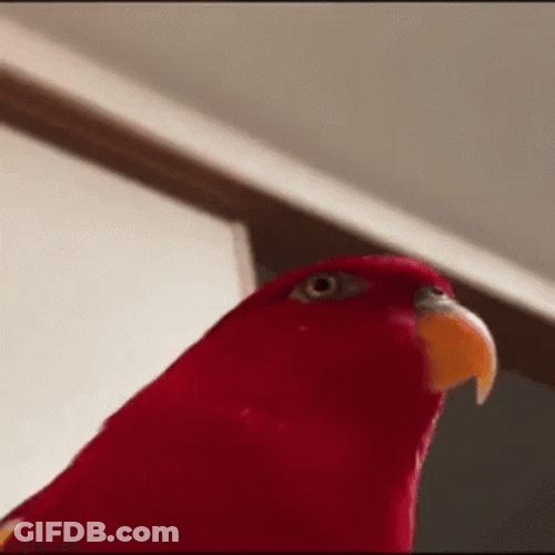 Red Parrot Camera Zoom GIF