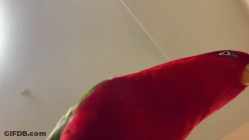 Red Parrot Face With Yellow Beak GIF