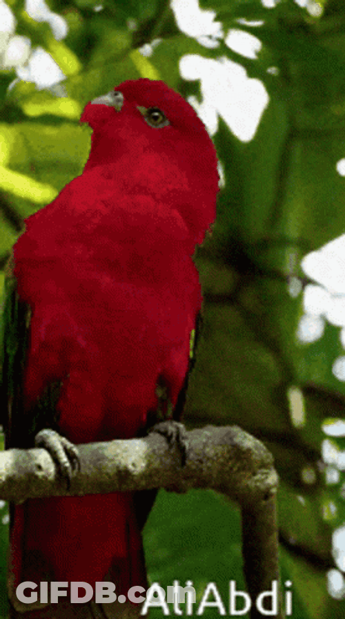 Red Parrot In The Forest GIF