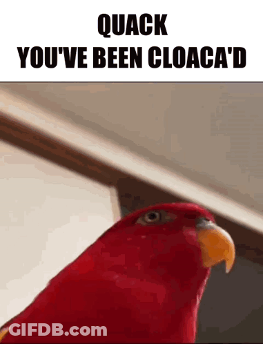 Red Parrot Quack You've Been Cloaca'd GIF
