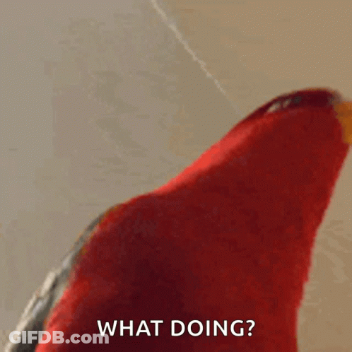 Red Parrot Saying What Doing GIF