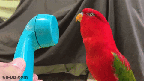 Red Parrot Standing Next To Blue Toy Phone GIF