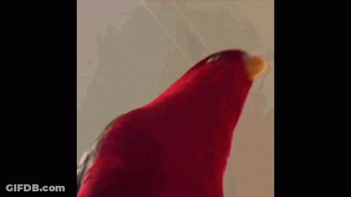 Red Parrot With Blood On Beak Saying Naber GIF