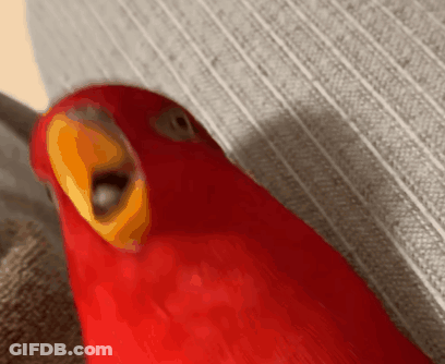 Red Parrot With Yellow Beak Sitting On Couch GIF