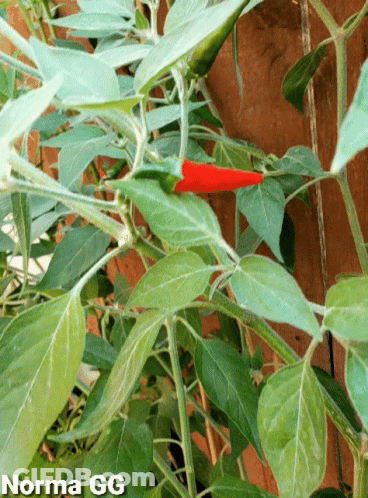 Red Pepper Growing On Plant With Norma GG GIF