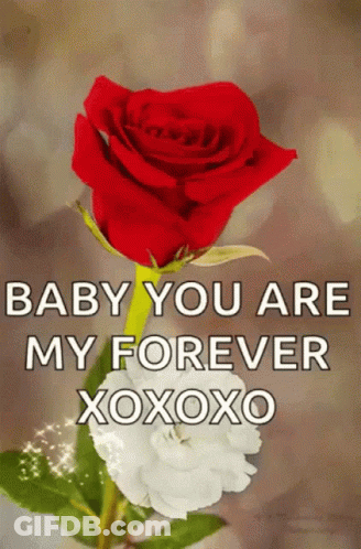 Red Rose Baby You Are My Forever Xoxo GIF