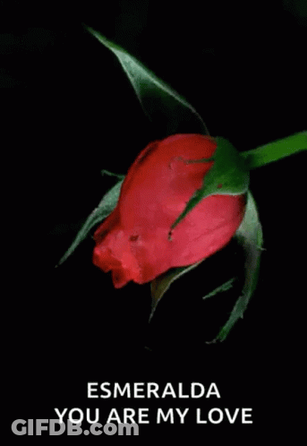 Red Rose Bouquet With Bonita Tarde GIF