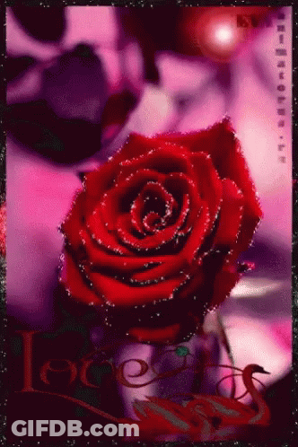 Red Rose Close Up GIF