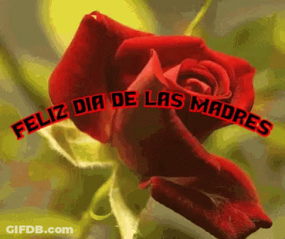 Red Rose Feliz Dia De Las Madres GIF