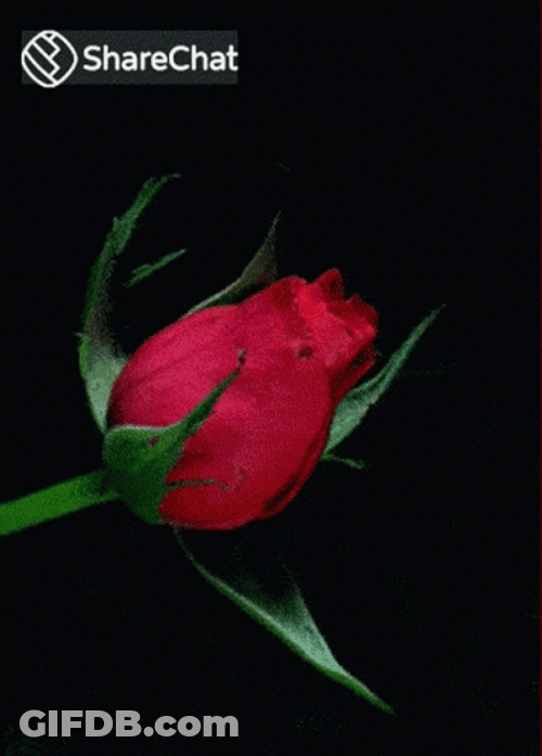 Red Rose Flower Blooming GIF