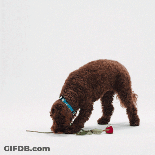 Red Rose From Dog GIF