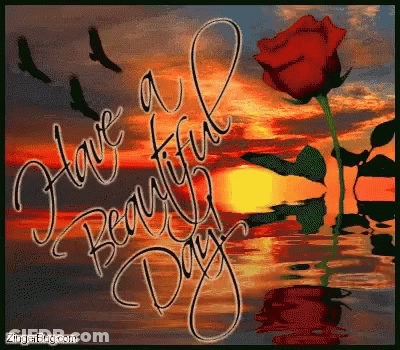Red Rose Have A Beautiful Day GIF