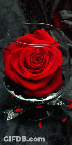 Red Rose In Glass Bowl With Butterfly GIF