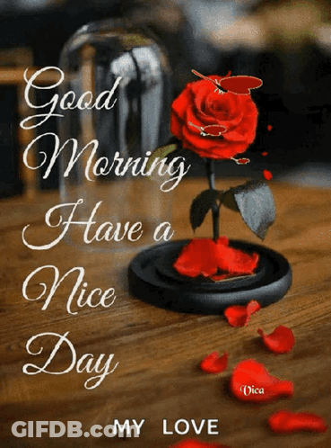 Red Rose In Glass Dome With Good Morning Have A Nice Day My Love GIF