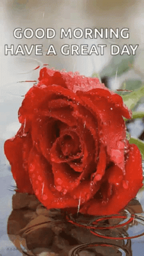 Red Rose In Rainy Monday GIF