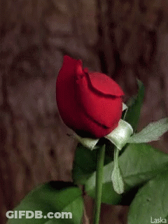 Red Rose Laska GIF