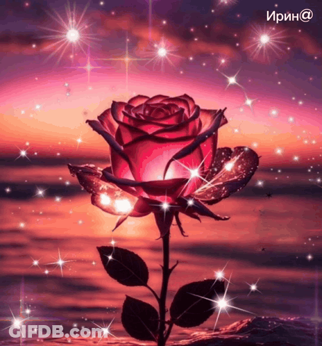Red Rose Lit Up In Front Of Sunset With Irin @ GIF
