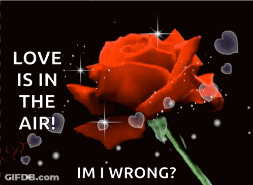 Red Rose Love Is In The Air GIF