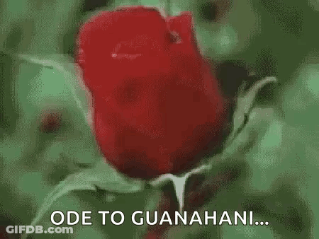 Red Rose Ode To Guanahani GIF