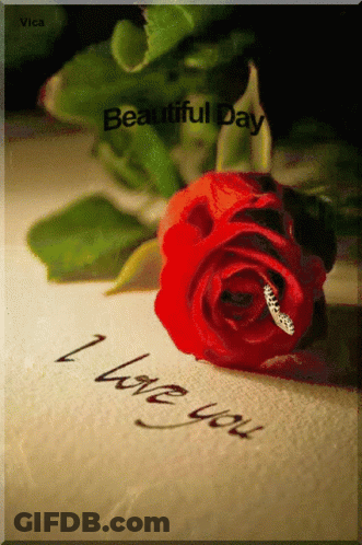 Red Rose On Paper Saying I Love You GIF