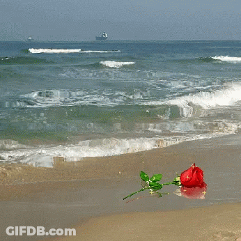 Red Rose On Sandy Beach With Boat GIF