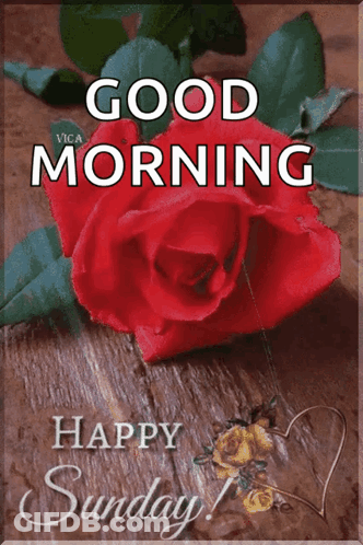 Red Rose On Wooden Table Good Morning GIF