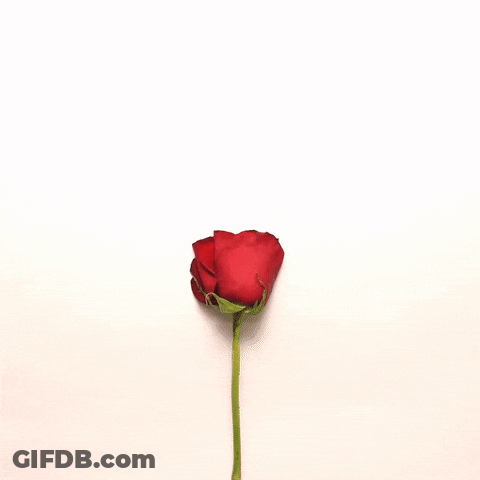 Red Rose Petals In The Shape Of A Heart GIF