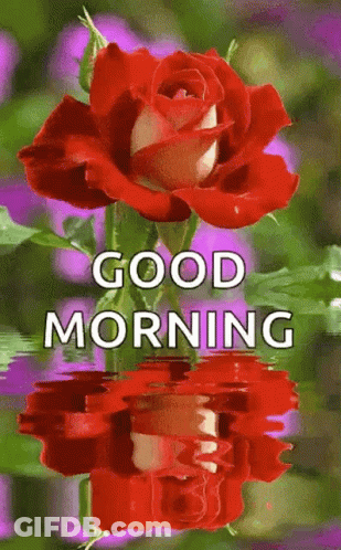 Red Rose Reflected In Water Saying Good Morning GIF
