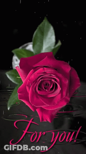 Red Rose Saying For You GIF