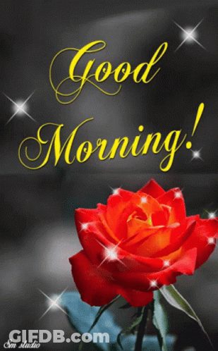 Red Rose Saying Good Morning GIF