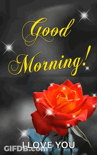 Red Rose Saying Good Morning I Love You GIF