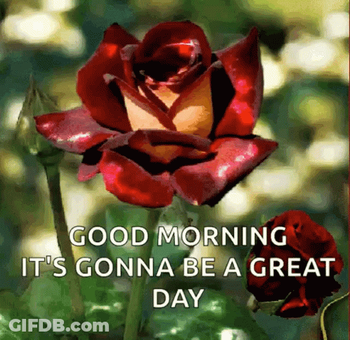 Red Rose Saying Good Morning It's Gonna Be A Great Day GIF