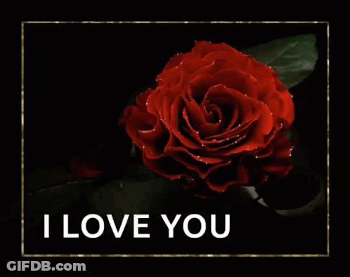 Red Rose Saying I Love You GIF